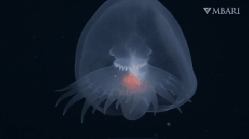 Rear view of Bathydevius caudactylus Robison & Haddock, 2024