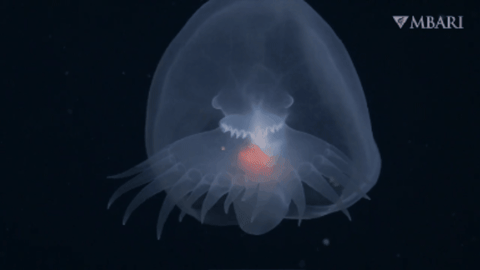 Rear view of Bathydevius caudactylus Robison & Haddock, 2024 Rear view of Bathydevius caudactylus Robison & Haddock, 2024