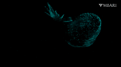 Bathydevius caudactylus Robison & Haddock, 2024
