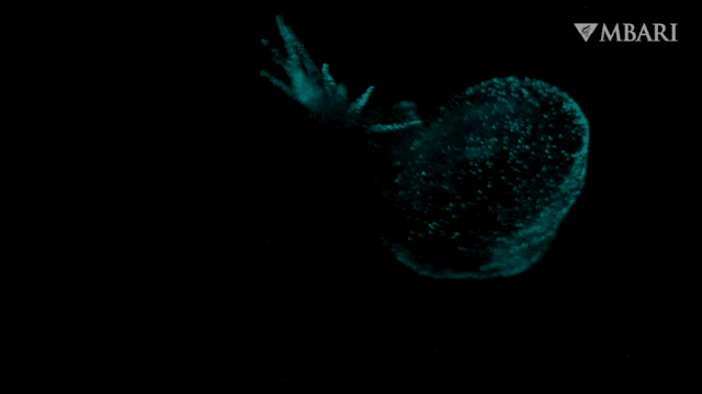 Bathydevius caudactylus Robison & Haddock, 2024 Bathydevius caudactylus Robison & Haddock, 2024