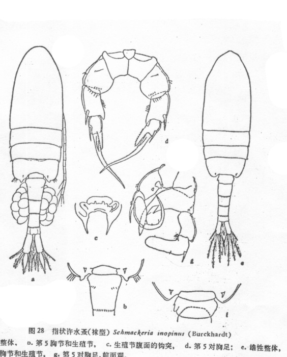 saccupodus