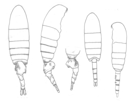 longispinosus  body