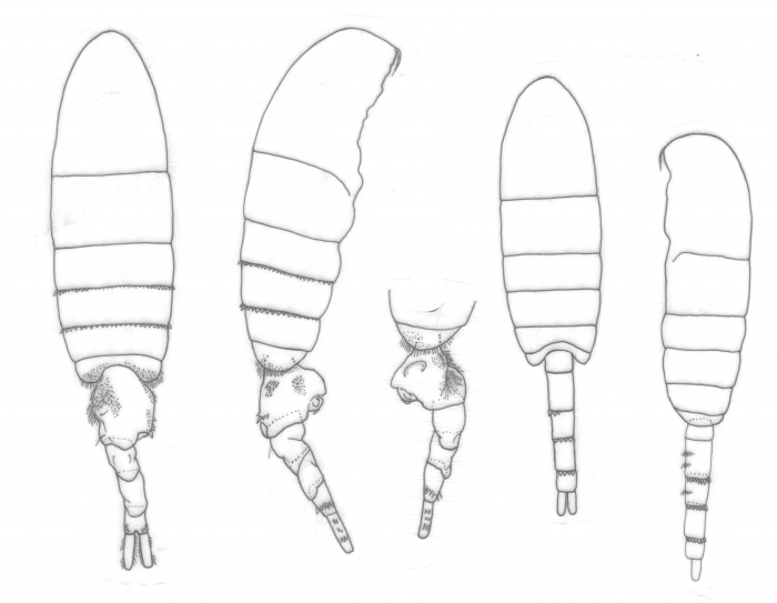 longispinosus  body