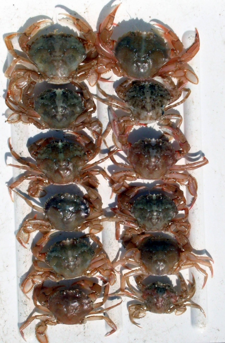 Liocarcinus holsatus (Fabricius, 1798) 