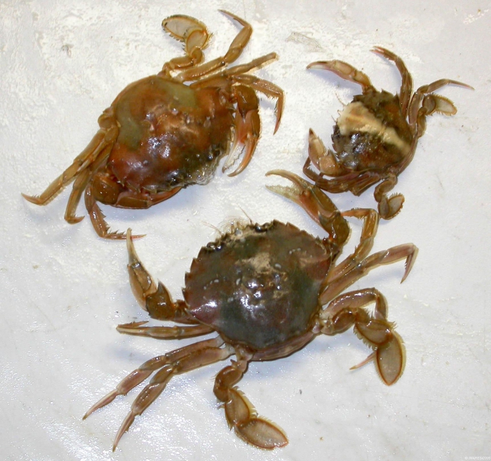 Liocarcinus holsatus (Fabricius, 1798) 