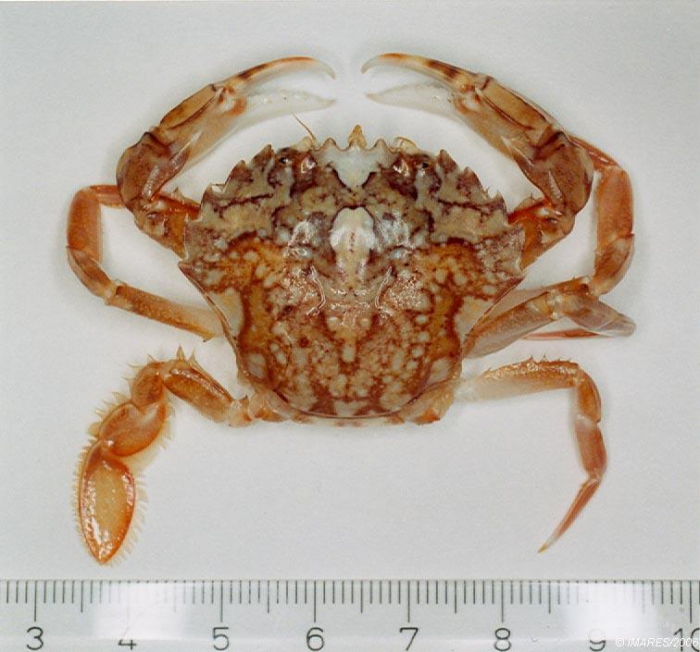 Liocarcinus marmoreus (Leach, 1814) 