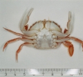 Crustacea (crustaceans)