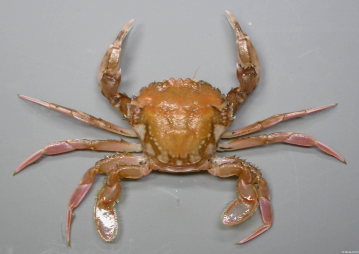 Liocarcinus marmoreus (Leach, 1814) 