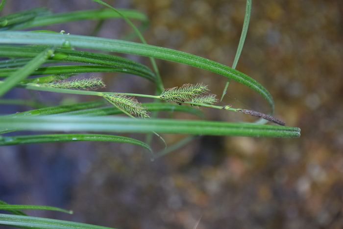 Habitat of Carex forficula Franch. & Sav. Habitat of Carex forficula Franch. & Sav.