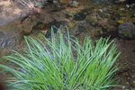 Habitat of Carex forficula Franch. & Sav.