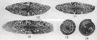 Fusulina bellatula Stewart, 1958