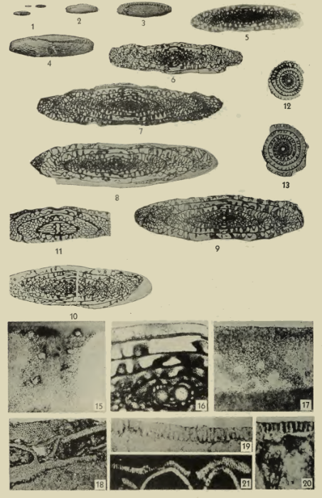 Fusulina lonsdalensis Dunbar &amp; Henbest, 1942