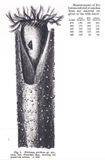Tintinnus neriticus Campbell, 1926