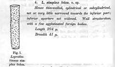 Leprotintinnus simplex Schmidt, 1902