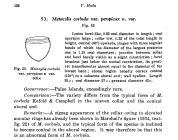 Metacylis corbula var. perspicax Hada, 1938