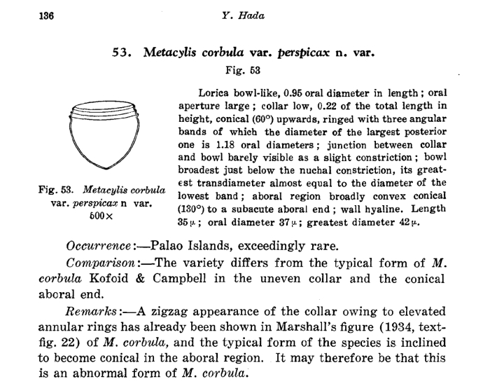 Metacylis corbula var. perspicax Hada, 1938