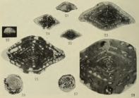 Fusulinella cadyi Dunbar & Henbest, 1942