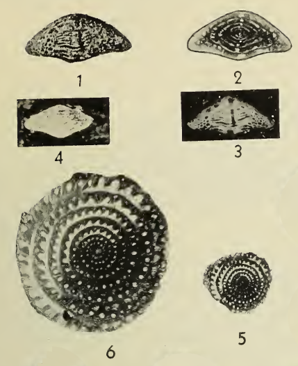 Fusulinella gephyrea Dunbar &amp; Henbest, 1942