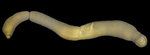 Chaetoderma shenloong C. Chen, X. Liu, X. Gu, J.-W. Qiu & J. Sun, 2024
