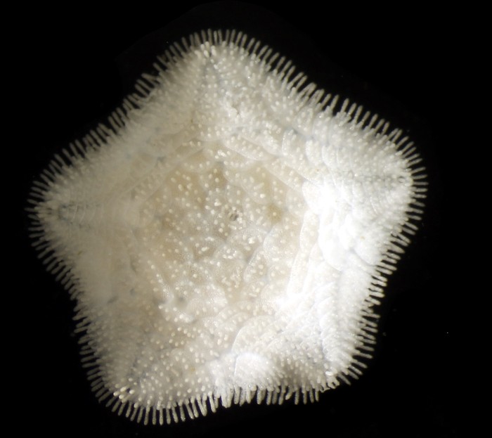 Caymanostella scrippscognaticausa Shen et al. 2024 Caymanostella scrippscognaticausa Shen et al. 2024