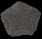 Caymanostella scrippscognaticausa Shen, Koch, Seid, Tilic & Rouse, 2024