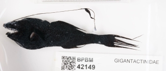 Gigantactis paresca Rickle, 2024 