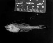 Gigantactis paresca Rickle, 2024
