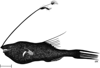 Gigantactis paresca Rickle, 2024