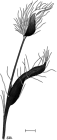 Gigantactis paresca Rickle, 2024