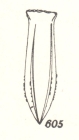 Odontophorella serrulata Kofoid & Campbell, 1929