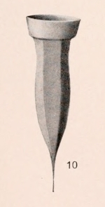 Ormosella apsteini Kofoid & Campbell, 1929