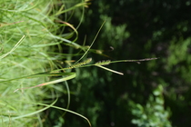 Habitat of Carex miyabei Franch.