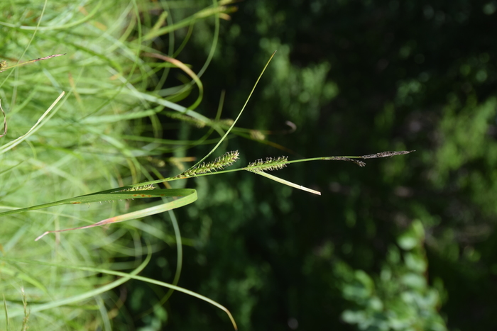 Habitat of Carex miyabei Franch. Habitat of Carex miyabei Franch.