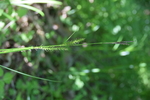 Habitat of Carex miyabei Franch.