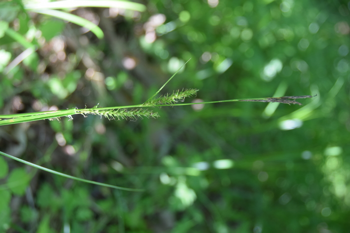 Habitat of Carex miyabei Franch. Habitat of Carex miyabei Franch.