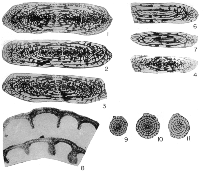 Fusulina? arenaria Thompson, 1945