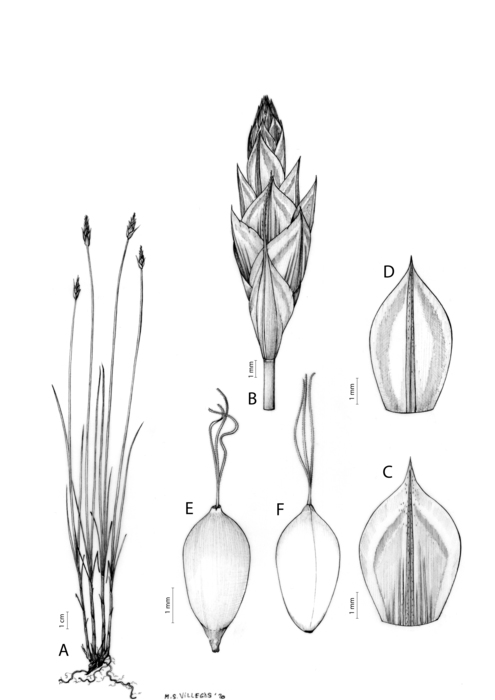 Analytical drawing of Carex acocksii Analytical drawing of Carex acocksii