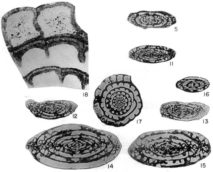 Fusulina? rickerensis Thompson, 1945