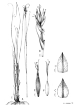 Analytical drawing of Carex basutorum
