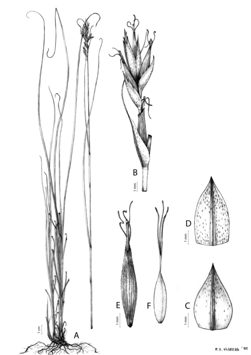 Analytical drawing of Carex basutorum Analytical drawing of Carex basutorum