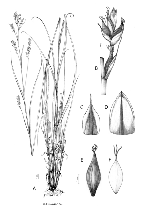 Analytical drawing of Carex burkei Analytical drawing of Carex burkei