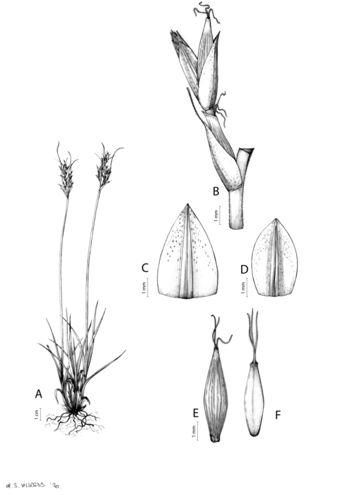 Analytical drawing of Carex capensis Analytical drawing of Carex capensis
