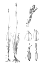 Analytical drawing of Carex distincta