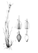 Analytical drawing of Carex dregeana