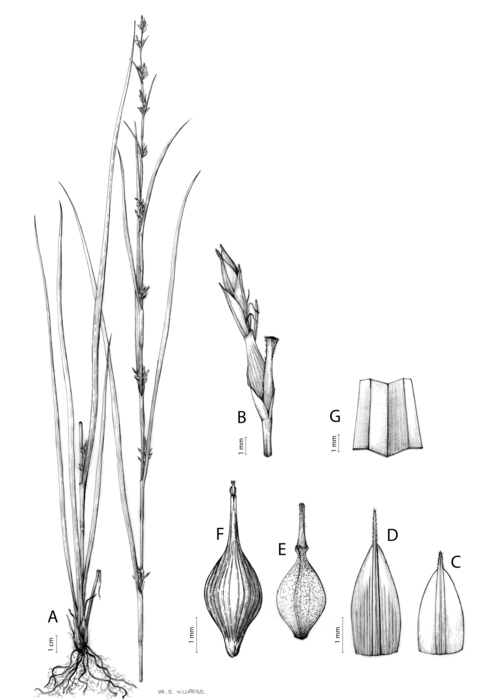 Analytical drawing of Carex esenbeckiana Analytical drawing of Carex esenbeckiana