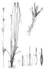 Analytical drawing of Carex gordon-grayae