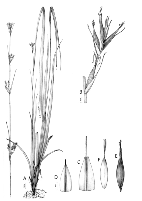 Analytical drawing of Carex gordon-grayae Analytical drawing of Carex gordon-grayae