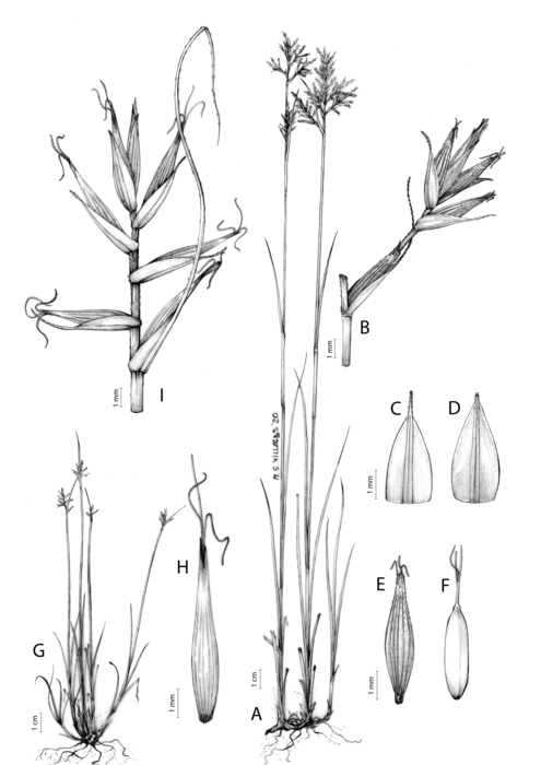 Analytical drawing of Carex killickii Analytical drawing of Carex killickii