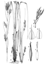 Analytical drawing of Carex kukkoneniana