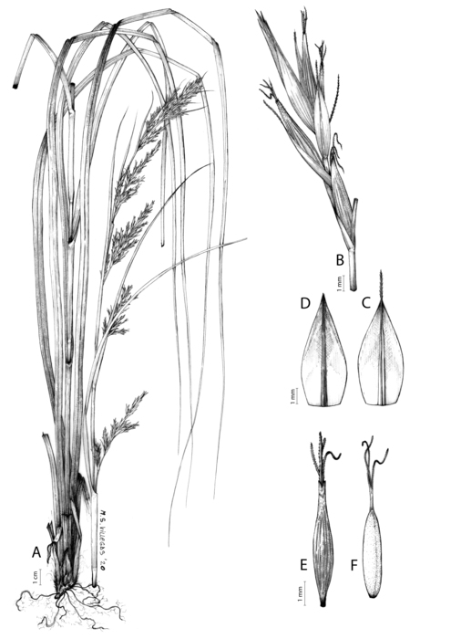 Analytical drawing of Carex lancea Analytical drawing of Carex lancea
